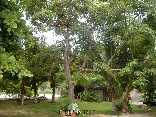 Viktoria garden2.jpg
