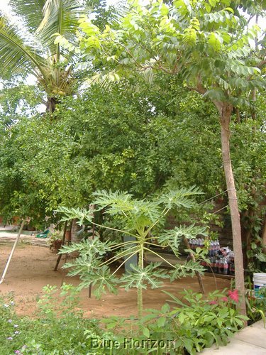 Viktoria garden.jpg