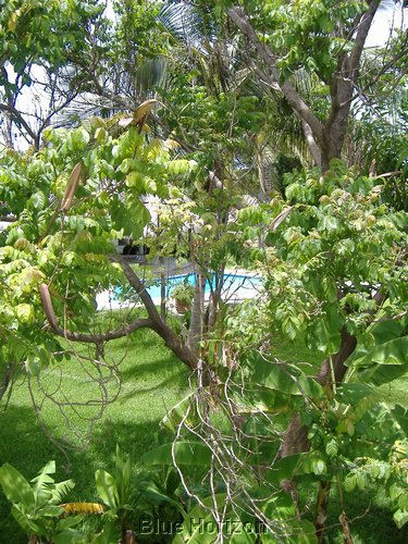 Risas del sol view 2 to pool from upstairs.jpg