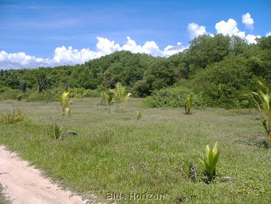 beach lot4.jpg