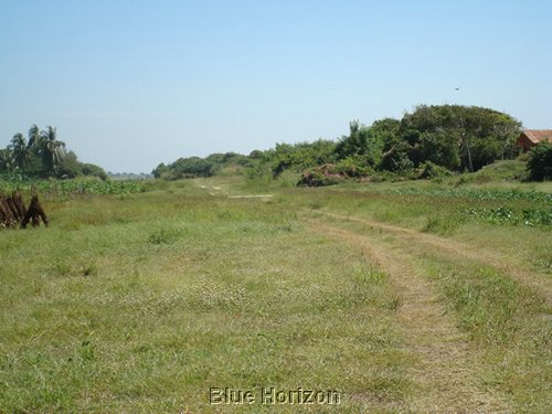 Tamarindo_9.JPG