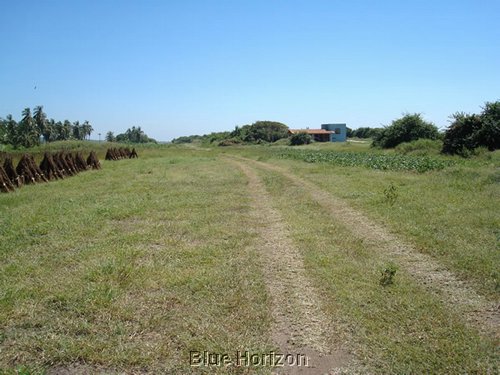 tamarindo_2.JPG