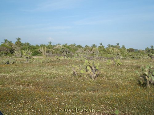 tamarindo_4.JPG
