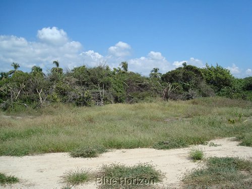 tamarindo_3.JPG